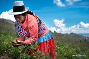2025. Junín, Peru.  An Andean farmer harvests potatoes. © FAO Peru.