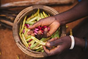 Food Malawi: A woman pods beans contained in a whicker bowl